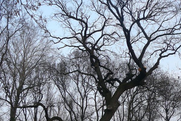 A dabasi Rákóczi-tölgy