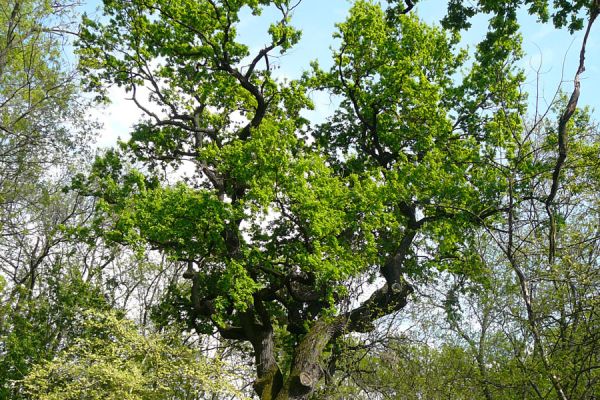 A dabasi Rákóczi-tölgy