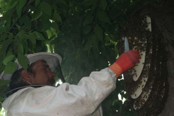 A Homoki Családi Méhészet Fajtamézei, méhészeti termékei