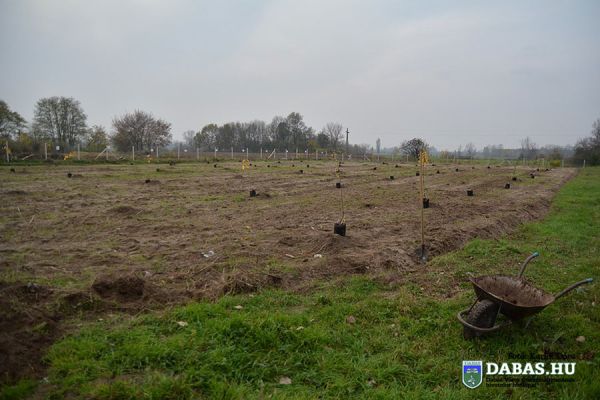 Őshonos gyümölcsfákat ültettünk 
