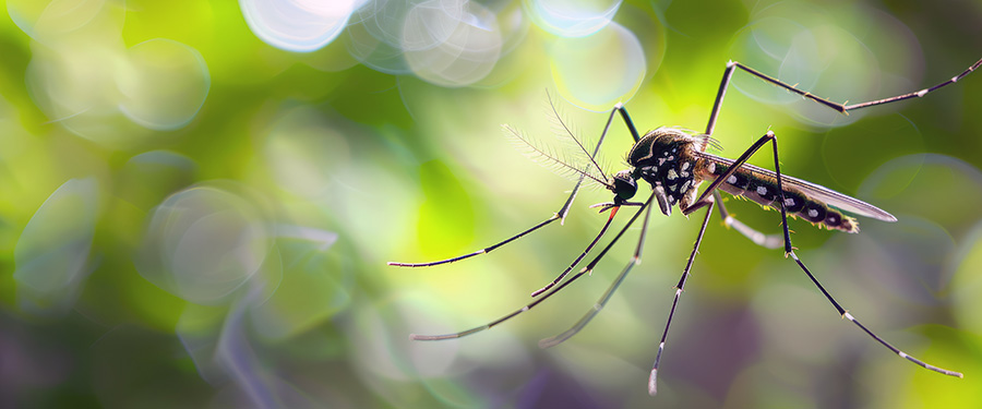 Segítse Ön is a szúnyogok elleni védekezést!