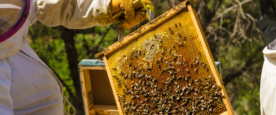 Elsőfokú állat-egészségügyi hatóság határozata