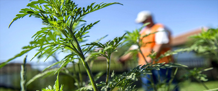 Parlagfű-mentesítés